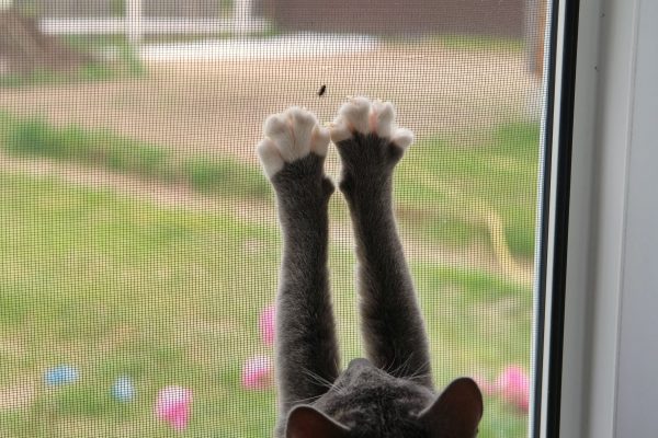 Eine Katze an einem Insektengitter